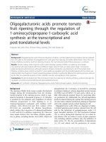 Oligogalacturonic acids promote tomato fruit ripening through the regulation of 1-aminocyclopropane-1-carboxylic acid synthesis at the transcriptional and post-translational levels