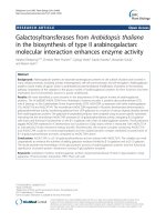Galactosyltransferases from Arabidopsis thaliana in the biosynthesis of type II arabinogalactan: Molecular interaction enhances enzyme activity