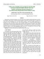 Phân lập và nghiên cứu đa dạng di truyền nấm Curvularia lunata gây bệnh lem lép hạt lúa