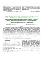 Khả năng đối kháng của các chủng xạ khuẩn đối với vi khuẩn Erwinia sp. gây bệnh thối nhũn củ khoai môn (Colocasia esculenta)