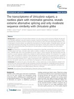 The transcriptome of Utricularia vulgaris, a rootless plant with minimalist genome, reveals extreme alternative splicing and only moderate sequence similarity with Utricularia gibba