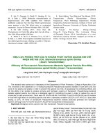 Hiệu lực phòng trừ của vi khuẩn phát huỳnh quang đối với nhện gié hại lúa, Steneotarsonemus spinki Smiley (Acari: Tarsonemidae)
