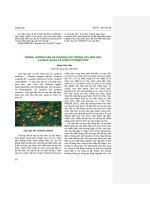 Trồng, hướng dẫn và khuyến cáo trồng cây ngũ sắc Lantana camara là hành vi phạm pháp