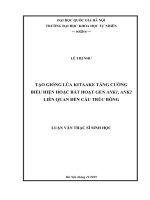 Tạo giống lúa kitaake tăng cường biểu hiện hoặc bất hoạt gen ANK1, ANK2 liên quan đến cấu trúc bông 