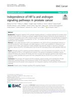 Independence of HIF1a and androgen signaling pathways in prostate cancer