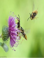 slide bài giảng hành trình của bầy ong   tập đọc lớp 5 