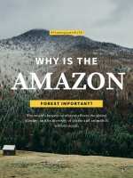 why is Amazon forest important?