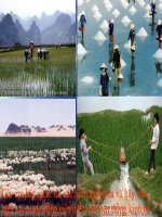Bài giảng Địa lí lớp 10 - Bài 27: Vai trò, đặc điểm, các nhân tố ảnh hưởng tới phát triển và phân bố nông nghiệp, một số hình thức tổ chức lãnh thổ nông nghiệp