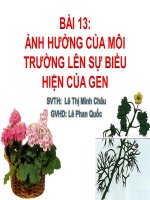 Bài giảng Sinh học 12 - Bài 13: Ảnh hưởng của môi trường lên sự biểu hiện của gen (Lê Thị Minh Châu)