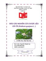 Báo cáo Nghiên cứu dược liệu cây ổi (psidium guajava L )