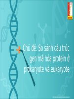 So sánh cấu trúc gen mã hóa protein ở prokaryote và eukaryote 