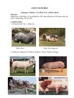 Bài giảng chăn nuôi heo NGOC