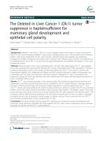 The Deleted in Liver Cancer 1 (Dlc1) tumor suppressor is haploinsufficient for mammary gland development and epithelial cell polarity