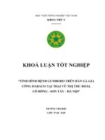 Tình hình bệnh gumboro trên gà gia công dabaco ở trại vũ thị thu hoài, cổ đông   sơn tây   hà nội