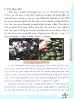 Kỹ thuật trồng cà phê hiệu quả: Phần 2