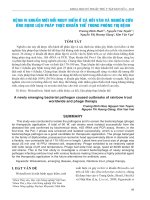 Bệnh vi khuẩn mới nổi nguy hiểm ở cá hồi vân và nghiên cứu ứng dụng liệu pháp thực khuẩn thể trong phòng trị bệnh