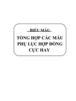 06 mẫu phụ lục hợp đồng cực hay