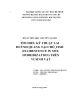 Tìm hiểu kỹ thuật lai huỳnh quang tại chỗ FISH (florescence in situ hybridization) trên vi sinh vật