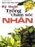 Cẩm nang hướng dẫn kỹ thuật trồng và chăm sóc Nhãn: Phần 1