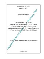 (Luận văn thạc sĩ) nghiên cứu tác dụng chống ngưng tập tiểu cầu IN VITRO của cao giàu saponin sâm vũ diệp (panax bipinnatifidus seem) và tam thất hoang (panax stipuleanatus h  t  tsai et k  m  feng) 