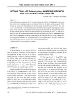 Kết quả phân lập Schizochytrium mangrove giàu lipid phục vụ cho nuôi trồng thủy sản