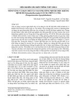 Tiềm năng và hạn chế của vaccine sống nhược độc kháng bệnh do Edwardsiella ictaluri gây ra trên cá tra (Pangasianodon hypophthalmus)