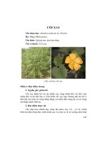 Hướng dẫn kỹ thuật trồng cây dược liệu: Phần 2