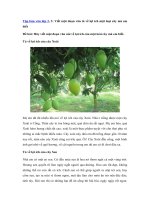 Tải Viết một đoạn văn tả về lợi ích một loại cây mà em biết - 07 bài Tập làm văn lớp 2, 3