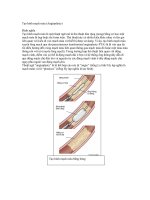 Tạo hình mạch máu