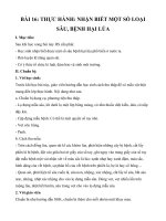Tải Giáo án Công nghệ 10 bài 16: Thực hành: Nhận biết một số loại sâu, bệnh hại cây lúa - Giáo án điện tử Công nghệ 10