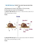 Tải Giải VBT Sinh 7 bài 20 - Thực hành: Quan sát một số thân mềm