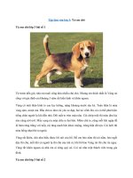 Tải Tập làm văn lớp 3: Tả con chó - 04 bài văn mẫu tả con chó lớp 3