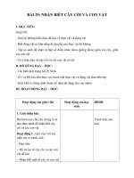 Tải Giáo án Tự nhiên xã hội 1 bài 29: Nhận biết cây cối và con vật - Giáo án Tự nhiên xã hội 1