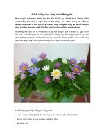 Tải Cách trồng hoa súng mini đơn giản - Hướng dẫn tự trồng hoa súng cảnh tại nhà