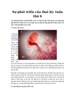 Tải Sự phát triển của thai kỳ: tuần thứ 6 - Tìm hiểu sự phát triển của bé ở tuần thai thứ sáu