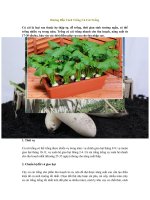 Tải Hướng dẫn trồng củ cải trắng - Kỹ thuật trồng củ cải