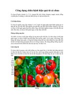 Tải Công dụng chữa bệnh hiệu quả từ cà chua - Tác dụng chữa bệnh của cà chua