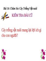 Bài giảng Đạo đức 3 bài 14 Chăm sóc cây trồng vật nuôi | GDCD, Lớp 3 - Ôn Luyện