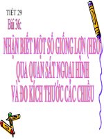 Bài 36. Thực hành: Nhận biết một số giống lợn (heo) qua quan sát ngoại hình và kích thước các chiều.