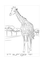 Tải Tranh tô màu con hươu cao cổ cho bé - Hình tô màu con hươu cao cổ