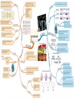 [Tài liệu] Sơ đồ tư duy Đột biến NST - Sinh học THPT