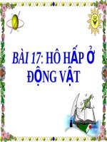 Hô hấp ở động vật | Lớp 11, Sinh học - Ôn Luyện
