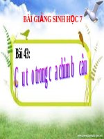 Cấu tạo trong của chim bồ câu | Lớp 7, Sinh học - Ôn Luyện