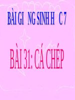 Soạn bài Cá chép | Lớp 7, Sinh học - Ôn Luyện