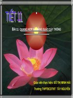 Tiet 11  quang hop va nang suat cay trong 