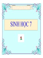 Soạn bài Thủy tức | Lớp 7, Sinh học - Ôn Luyện