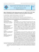 Hoạt tính kháng nấm Colletotrichum capsici gây bệnh thán thư trên ớt sau thu hoạch của tinh dầu tràm trà (Meleleuca alternifolia)