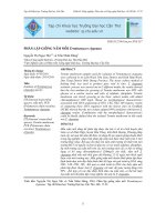 Phân lập giống nấm mối Termitomyces clypeatus