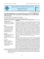 Đặc điểm bệnh học của vi khuẩn Edwardsiella ictaluri gây bệnh gan thận mủ trên cá tra (Pangasianodon hypophthalmus) và cá điêu hồng (Oreochromis sp.)