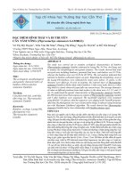 Đặc điểm hình thái và di truyền cây tầm vông (Thyrsostachys siamensis Gamble)